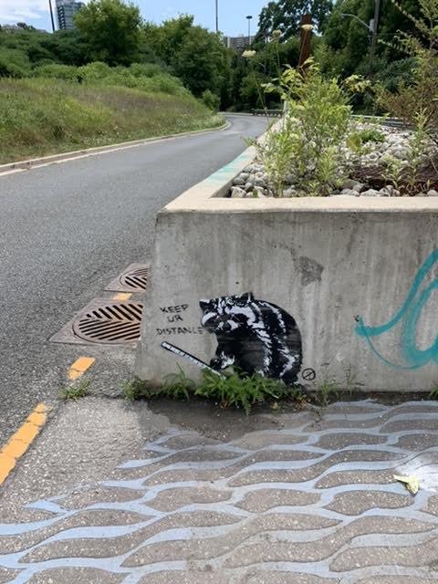 Raccoon stencil