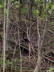red winged blackbird